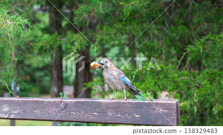 Eurasian jay, garrulus glandarius, sitting on top of old tree branch. Interested wild bird with brown and turquoise plumage from side view in nature. 138329483
