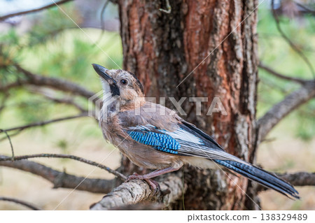 Eurasian jay, garrulus glandarius, sitting on top of old tree branch. Interested wild bird with brown and turquoise plumage from side view in nature. 138329489