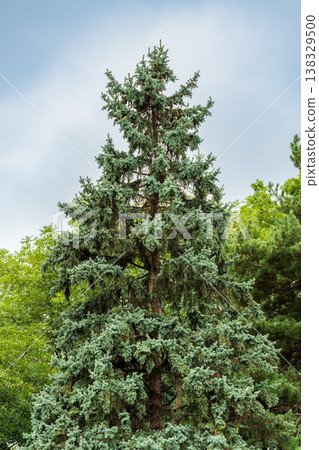 Green spruce branches with needles and cones in autumn. Green spruce branches with needles and cones in autumn. 138329500