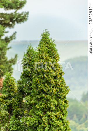 Thuja branches close-up. Thuja branch background Thuja branches close-up. Thuja branch background 138329504