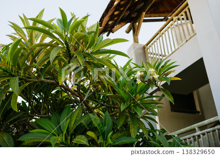 Frangipani tree with white flowers near tropical resort villa in Mauritius. 138329650