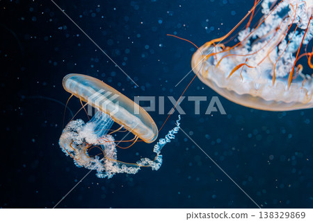 underwater photography jellyfish Chrysaora fuscescens, Pacific sea nettle, West Coast sea nettle 138329869