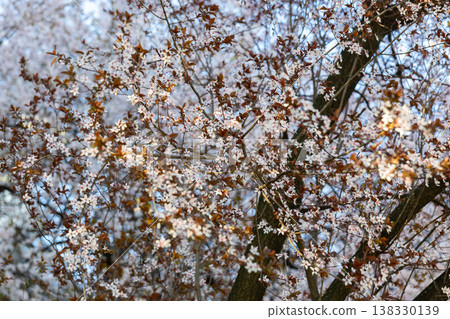 White blossom canopy beneath a cloudless spring sky. Renewal, abundance, seasonal change, orchard beauty, tranquility, growth, freshness, openness, and natural harmony in sunlight. White blossom canopy beneath a cloudless spring sky. Renewal, abundance, seasonal change, orchard beauty, tranquility, growth, freshness, openness, and natural harmony in sunlight. 138330139