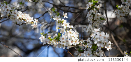 Banner with copy space white flowering branches against an intense blue sky. Fullness, vitality, spring arrival, outdoor calm, botanical richness, and seasonal abundance in a luminous natural setting. Banner with copy space white flowering branches against an intense blue sky. Fullness, vitality, spring arrival, outdoor calm, botanical richness, and seasonal abundance in a luminous natural setting. 138330144