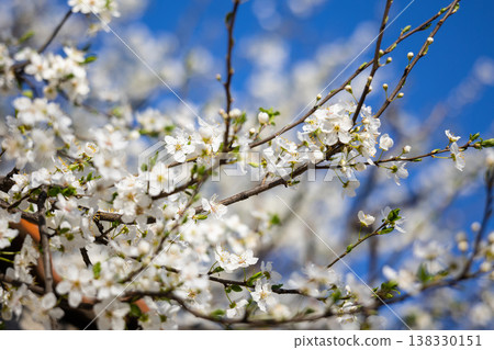 Dense white flowering branches against an intense blue sky. Fullness, vitality, spring arrival, outdoor calm, botanical richness, and seasonal abundance in a luminous natural setting. Dense white flowering branches against an intense blue sky. Fullness, vitality, spring arrival, outdoor calm, botanical richness, and seasonal abundance in a luminous natural setting. 138330151