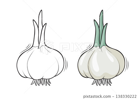 Garlic outline and colored version side by side, hand drawn vegetable vector illustration for coloring book pages 138330222