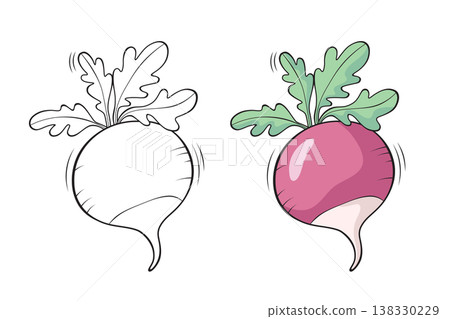 Radish outline and colored version side by side, hand drawn vegetable vector illustration for coloring book pages 138330229