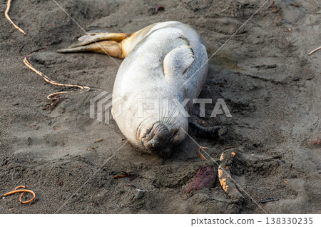 At the Elephant Seal Vista Point At the Elephant Seal Vista Point 138330235