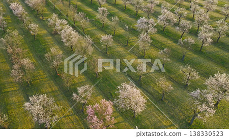 Blooming almond trees in warm sunset light with soft pink blossoms across rolling green landscape. Peaceful spring orchard scene glowing in golden hour atmosphere and natural tranquility. Blooming almond trees in warm sunset light with soft pink blossoms across rolling green landscape. Peaceful spring orchard scene glowing in golden hour atmosphere and natural tranquility. 138330523