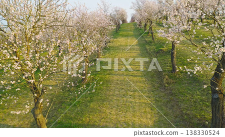 Blooming almond orchard at sunset with delicate pink and white blossoms across rolling green hills. Peaceful spring landscape bathed in warm golden light and calm evening atmosphere. Blooming almond orchard at sunset with delicate pink and white blossoms across rolling green hills. Peaceful spring landscape bathed in warm golden light and calm evening atmosphere. 138330524