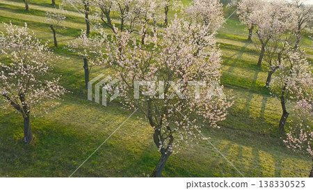 Blooming almond trees in warm sunset light with soft pink blossoms across rolling green landscape. Peaceful spring orchard scene glowing in golden hour atmosphere and natural tranquility. Blooming almond trees in warm sunset light with soft pink blossoms across rolling green landscape. Peaceful spring orchard scene glowing in golden hour atmosphere and natural tranquility. 138330525