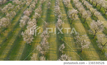 Blooming almond trees in warm sunset light with soft pink blossoms across rolling green landscape. Peaceful spring orchard scene glowing in golden hour atmosphere and natural tranquility. Blooming almond trees in warm sunset light with soft pink blossoms across rolling green landscape. Peaceful spring orchard scene glowing in golden hour atmosphere and natural tranquility. 138330526