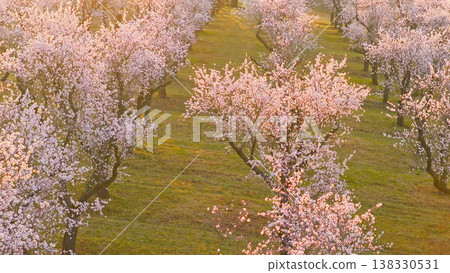 Blooming almond trees in warm sunset light with soft pink blossoms across rolling green landscape. Peaceful spring orchard scene glowing in golden hour atmosphere and natural tranquility. Blooming almond trees in warm sunset light with soft pink blossoms across rolling green landscape. Peaceful spring orchard scene glowing in golden hour atmosphere and natural tranquility. 138330531