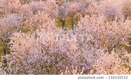 Blooming almond trees in warm sunset light with soft pink blossoms across rolling green landscape. Peaceful spring orchard scene glowing in golden hour atmosphere and natural tranquility. Blooming almond trees in warm sunset light with soft pink blossoms across rolling green landscape. Peaceful spring orchard scene glowing in golden hour atmosphere and natural tranquility. 138330532