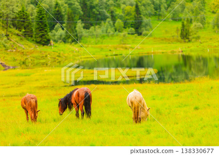 Horse on pasture. Horse on pasture. 138330677