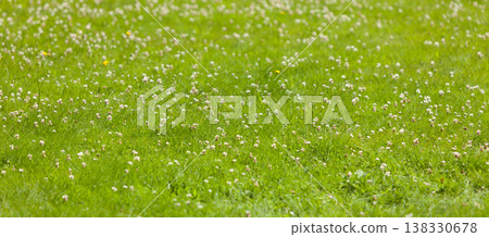 Detailed closeup of grass with blooming flowers Detailed closeup of grass with blooming flowers 138330678