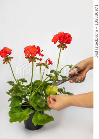 Hands snipping a yellowed leaf from a vibrant red geranium in a black pot, close up showing careful pruning and deadheading for healthy growth and tidy indoor gardening maintenance 138330971