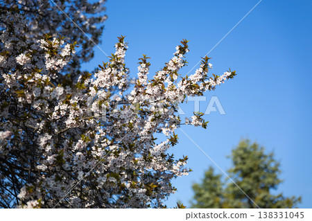 White plum blossoms on slender branches with copper leaves in soft focus. Spring flowering detail, ornamental horticulture, urban garden mood, seasonal freshness, botanical elegance concept 138331045