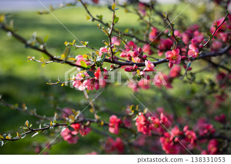 Flowering quince branch with pink blossoms stretching across blurred green background in spring sunlight. Garden shrub detail, seasonal flowering, ornamental planting and outdoor botanical texture Flowering quince branch with pink blossoms stretching across blurred green background in spring sunlight. Garden shrub detail, seasonal flowering, ornamental planting and outdoor botanical texture 138331053