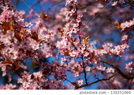 Pink blooming plum branches against blue sky during peak spring flowering season. Ornamental tree display, seasonal color contrast, urban nature beauty, botanical canopy concept 138331060