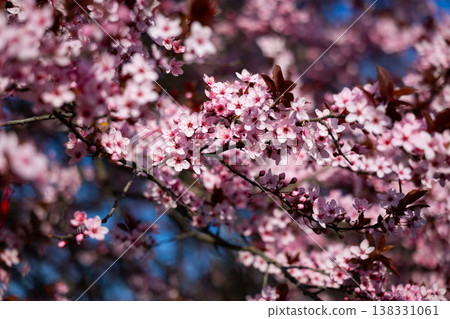 Pink plum blossoms on slender branches with copper leaves in soft focus. Spring flowering detail, ornamental horticulture, urban garden mood, seasonal freshness, botanical elegance concept 138331061