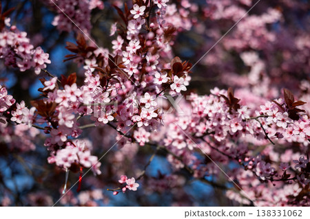 Plum spring blossoms covering branches in warm daylight. Abundance, renewal, fertility, seasonal transition, natural texture, urban stillness, and the fleeting beauty of flowering before leaf and Plum spring blossoms covering branches in warm daylight. Abundance, renewal, fertility, seasonal transition, natural texture, urban stillness, and the fleeting beauty of flowering before leaf and 138331062