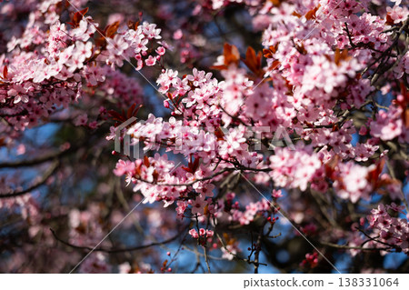 Pink plum blossoms on slender branches with copper leaves in soft focus. Spring flowering detail, ornamental horticulture, urban garden mood, seasonal freshness, botanical elegance concept 138331064