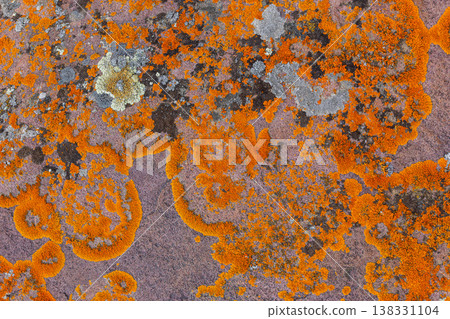 Colorful lichen covering textured rock surface in nature Colorful lichen covering textured rock surface in nature 138331104