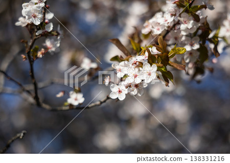 Close up of white spring plum blossoms on tree branches against blue sky in bright sunlight. Floral detail, seasonal bloom, botanical texture, natural beauty, fresh outdoor environment Close up of white spring plum blossoms on tree branches against blue sky in bright sunlight. Floral detail, seasonal bloom, botanical texture, natural beauty, fresh outdoor environment 138331216