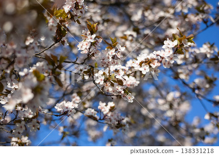 White plum blossoms on slender branches with copper leaves in soft focus. Spring flowering detail, ornamental horticulture, urban garden mood, seasonal freshness, botanical elegance concept White plum blossoms on slender branches with copper leaves in soft focus. Spring flowering detail, ornamental horticulture, urban garden mood, seasonal freshness, botanical elegance concept 138331218