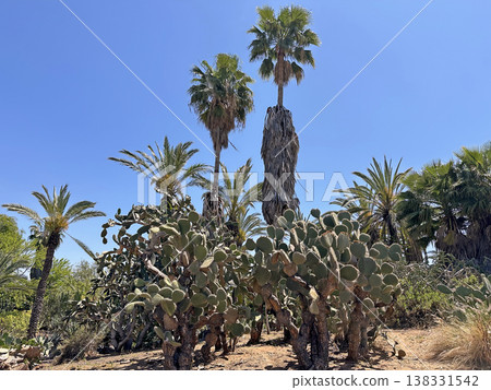 Prickly pear cactus (lat.- Opuntia) and palm trees 138331542