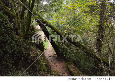 A forest path, blocked by a fallen tree, forms a natural arch over a narrow trail in Busaco Park, Portugal. Themes: sustainability, obstacles, and harmony between nature and humankind. A forest path, blocked by a fallen tree, forms a natural arch over a narrow trail in Busaco Park, Portugal. Themes: sustainability, obstacles, and harmony between nature and humankind. 138331718