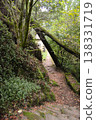 A forest path, blocked by a fallen tree, forms a natural arch over a narrow trail in Busaco Park, Portugal. Themes: sustainability, obstacles, and harmony between nature and humankind. 138331719