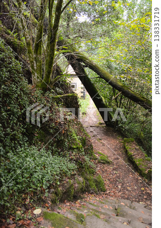 A forest path, blocked by a fallen tree, forms a natural arch over a narrow trail in Busaco Park, Portugal. Themes: sustainability, obstacles, and harmony between nature and humankind. A forest path, blocked by a fallen tree, forms a natural arch over a narrow trail in Busaco Park, Portugal. Themes: sustainability, obstacles, and harmony between nature and humankind. 138331719