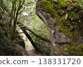 A forest path, blocked by a fallen tree, forms a natural arch over a narrow trail in Busaco Park, Portugal. Themes: sustainability, obstacles, and harmony between nature and humankind. 138331720