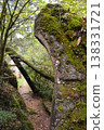 A forest path, blocked by a fallen tree, forms a natural arch over a narrow trail in Busaco Park, Portugal. Themes: sustainability, obstacles, and harmony between nature and humankind. 138331721
