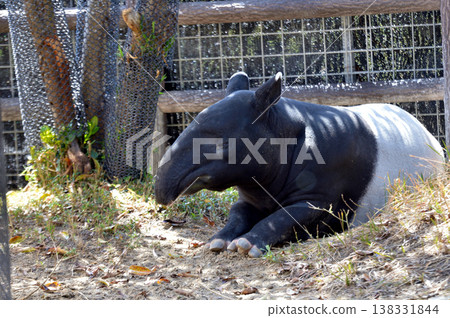 放鬆的馬來貘 138331844