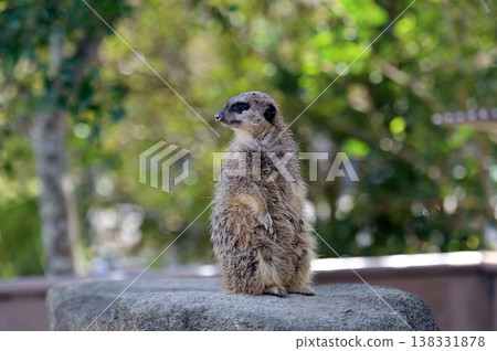 Look at Meerkat Look at Meerkat 138331878