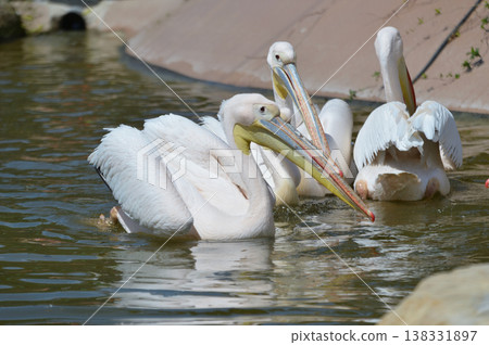 A great white pelican swimming gracefully A great white pelican swimming gracefully 138331897