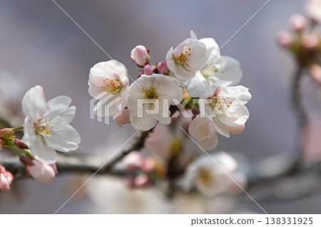 Cherry blossoms starting to bloom 138331925