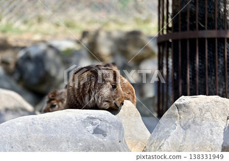 金羚的孩子 138331949