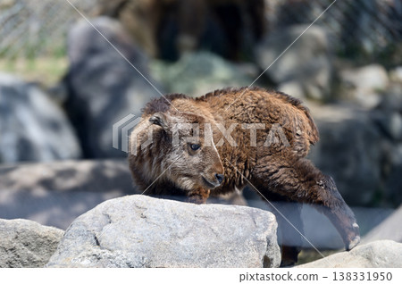 金羚的孩子 138331950