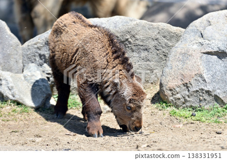 金羚的孩子 金羚的孩子 138331951