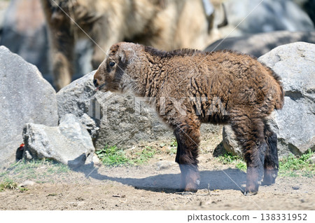 金羚的孩子 138331952