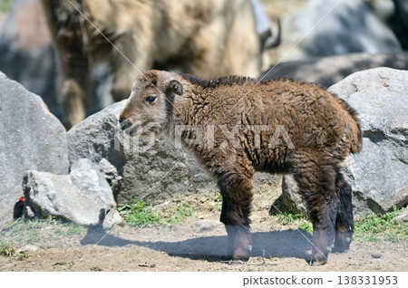 金羚的孩子 金羚的孩子 138331953