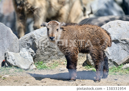 Golden Takin 's child Golden Takin 's child 138331954