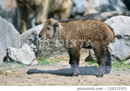 Golden Takin 's child 138331955
