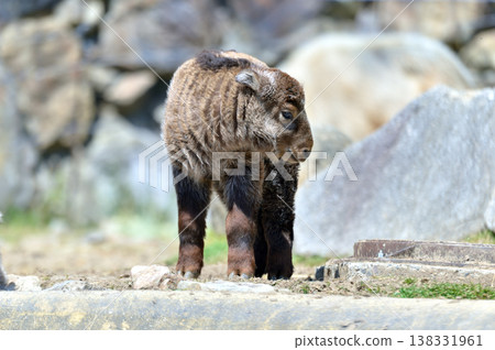 Golden Takin 's child 138331961