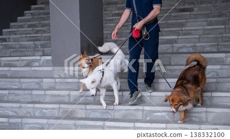 A man walks three different dogs. 138332100