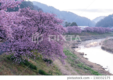 <Shizuoka Prefecture> Kawazu cherry blossoms in full bloom at dawn in Minamiizu Town <Shizuoka Prefecture> Kawazu cherry blossoms in full bloom at dawn in Minamiizu Town 138332175